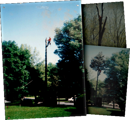 Gary Eagle Tree Service